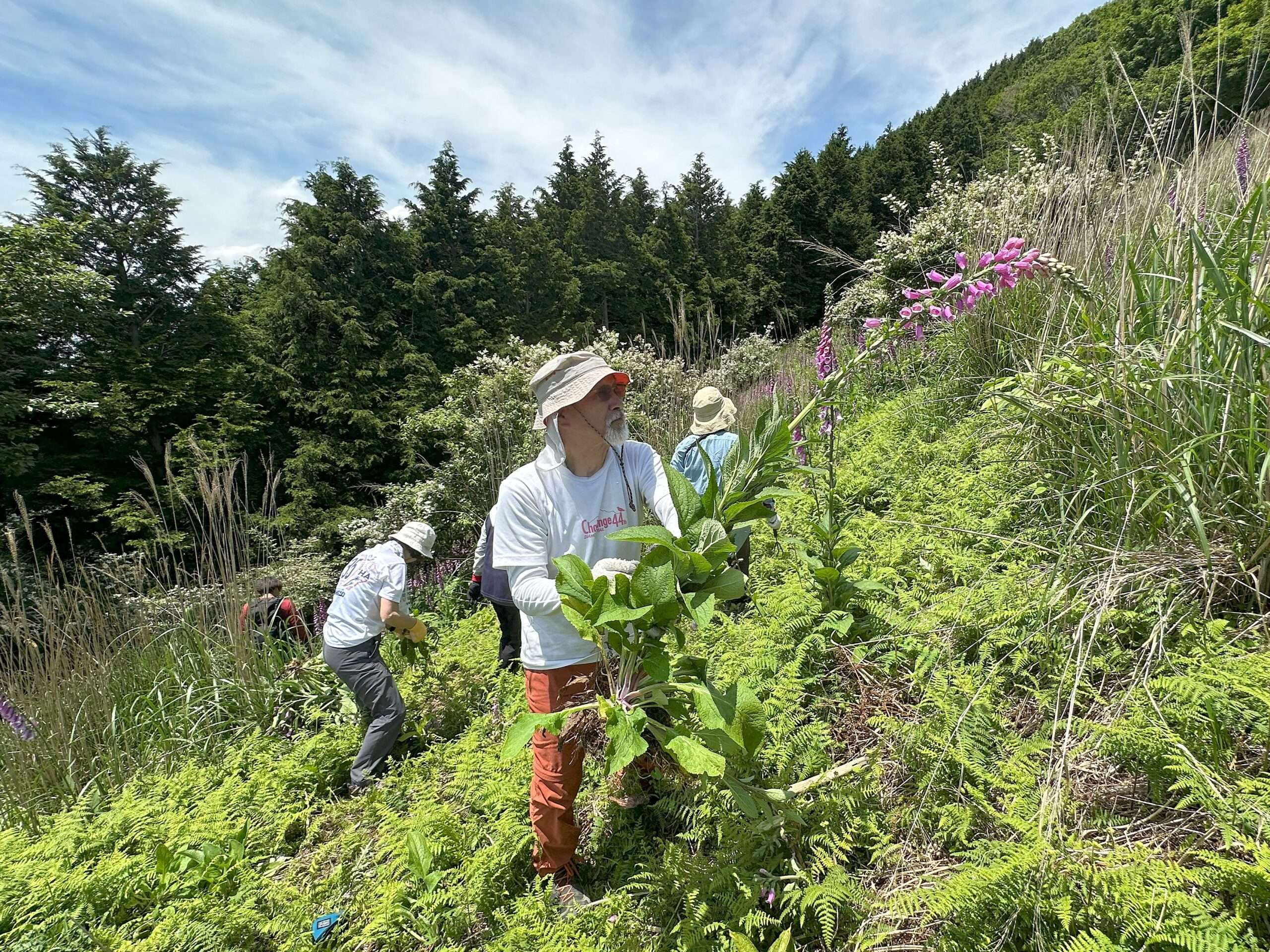 外来植物ジギタリス駆除ボランティア（大峰・観音峰）に参加しました